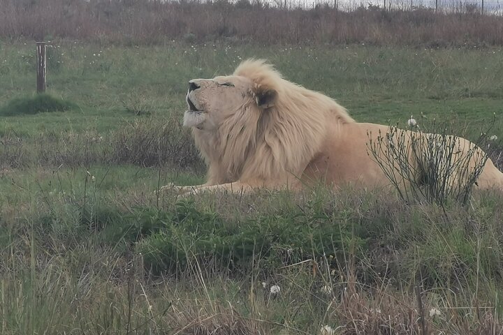 White Lion Roaring Rhino and Lion Park Johannesburg